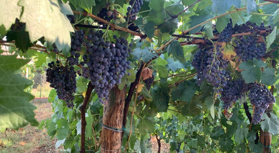Brigante Lucano, alla scoperta degli antichi vitigni per valorizzare la biodiversità della terra