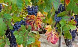 L’Ue aggiunge il vino rosso Cirò Classico di Calabria tra le Dop