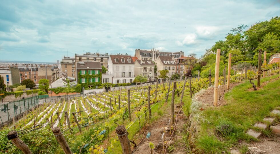 Vigne urbane, con U.V.A. gli antichi vigneti di città rivivono e raccontano storie e sostenibilità