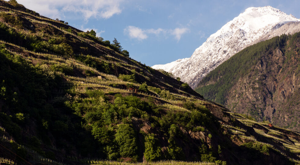 Scoprire il fascino della Valtellina attraverso la Chiavennasca e gli altri suoi vini. Intervista al presidente del Consorzio