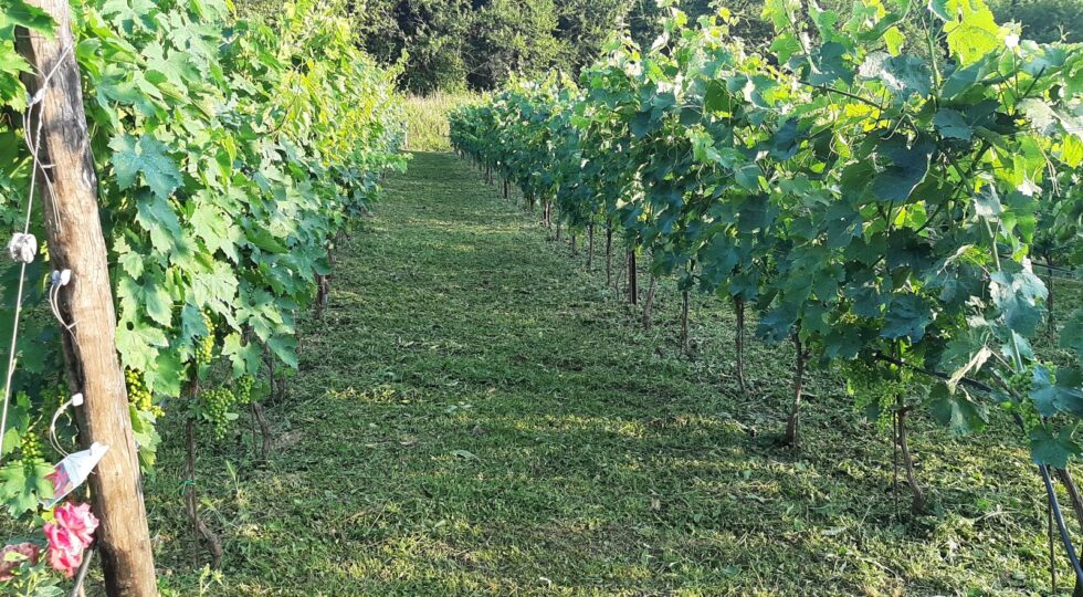 Nasce a Fano Adriano la prima vigna di comunità. Già riscoperte (e vinificate) tre varietà dimenticate