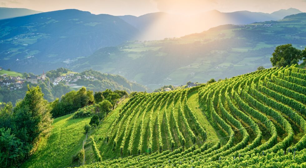 Rivoluzione Kerner. Perché il vitigno è un caso di successo per la cooperativa altoatesina con il 40% della produzione regionale