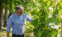 I giardini friulani ricreati in fiera: al Vinitaly Collavini porta la biodiversità