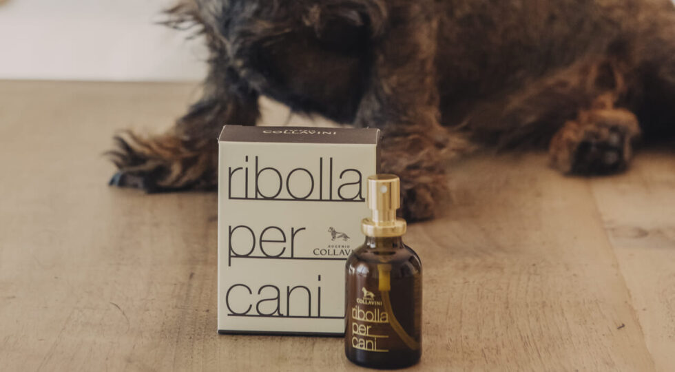 La Ribolla Gialla fa bene anche agli animali. Dal Friuli il profumo per ambiente che ricorda il famoso vitigno