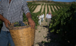 Il futuro del bio passa dalla Sicilia che ne ha il primato, dibattito al Vinitaly