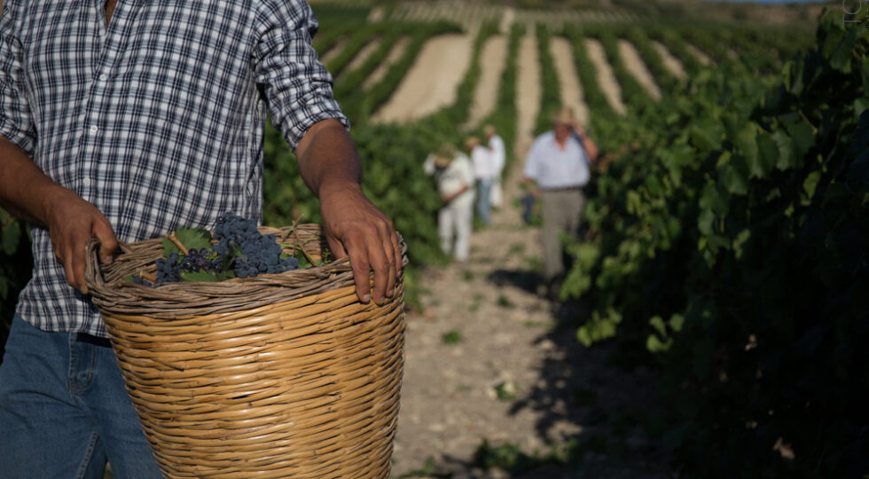 Il futuro del bio passa dalla Sicilia che ne ha il primato, dibattito al Vinitaly