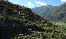 Cantina produttori Nebbiolo di Carema, le nuove annate al Vinitaly