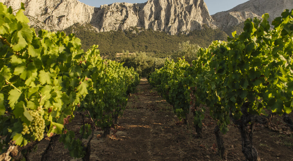 Calici in vendemmia, due serate per festeggiare i dieci anni della cantina Iolei
