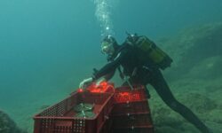 Jamin UnderWaterWines, a Merano WineFestival i vini affinati sotto il mare