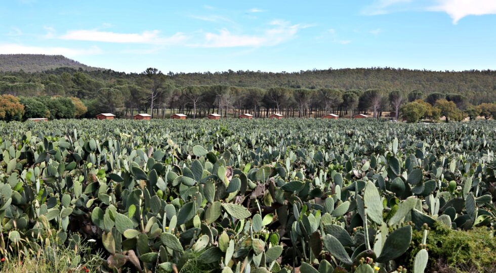 Il Ficodindia di San Cono Dop, per tre giorni la celebrazione del frutto simbolo della Sicilia