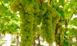 Vendemmia 2026, in Abruzzo il caldo anticipa la raccolta dei bianchi. Si parte il 3 agosto