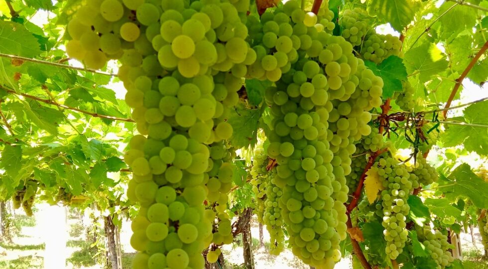 Vendemmia 2026, in Abruzzo il caldo anticipa la raccolta dei bianchi. Si parte il 3 agosto
