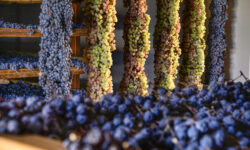 Un vino dalla storia millenaria: il Recioto della Valpolicella è Presidio Slow Food