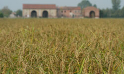 Nasce la rete di Slow food dedicata al riso italiano per un’agroecologia alternativa alla produzione industriale