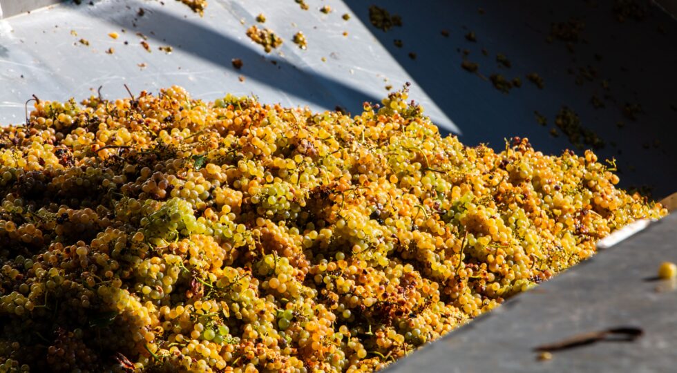 Contini, prima vendemmia nella vigna di Caombus. La Vernaccia guarda al futuro