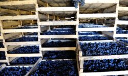 “Appassimenti aperti”, a Serrapetrona tornano le giornate per scoprire la Vernaccia nera