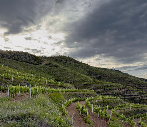 La nuova Albania del vino protagonista al Merano WineFestival: la masterclass di Luca Gardini dedicata al Vlosh di Çobo Winery