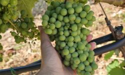 Sulle tracce del francavidda: Amalberga riscopre e valorizza il vitigno di Ostuni