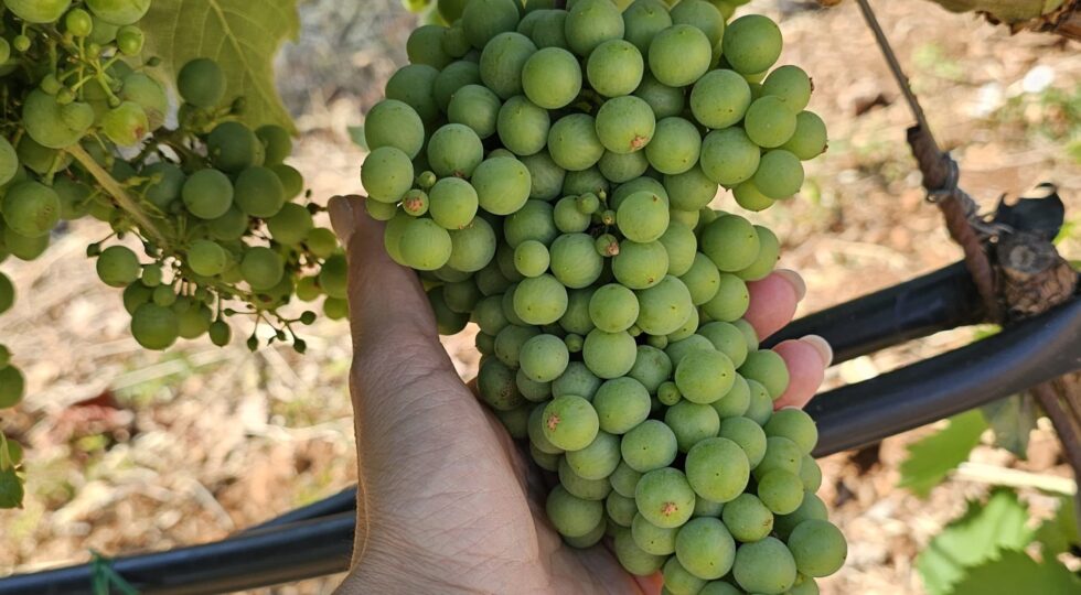 Sulle tracce del francavidda: Amalberga riscopre e valorizza il vitigno di Ostuni