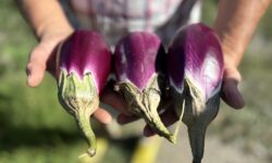 Dalla Calabria una melanzana buona anche nei dolci. La violetta di Longobardi diventa Presidio Slow Food
