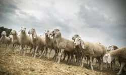 La Fao lancia l'Anno internazionale dei pascoli e dei pastori