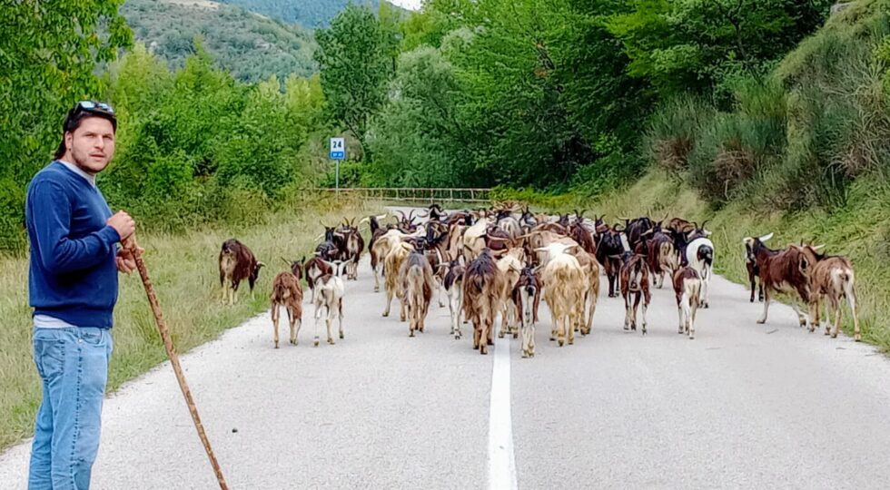 Prodotti della terra a chilometro zero per salvare la Capra Teramana dal rischio estinzione