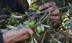Dalla Sicilia due nuovi Presìdi Slow Food che celebrano la cultura mediterranea