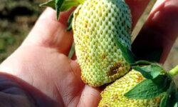 Maltempo, danni alla prima frutta in Abruzzo. Coldiretti chiede verifica stato di calamità