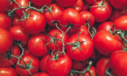 Da Ragusa una sentenza storica in Italia per la riproduzione illegale di varietà vegetali protette