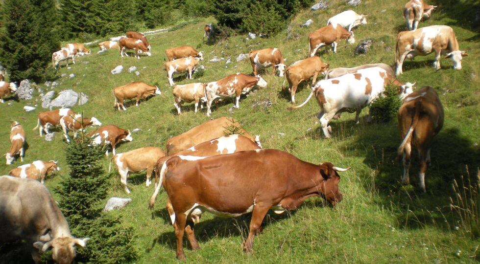 Pezzata rossa italiana, torna il Festival delle bovine del Friuli Venezia Giulia