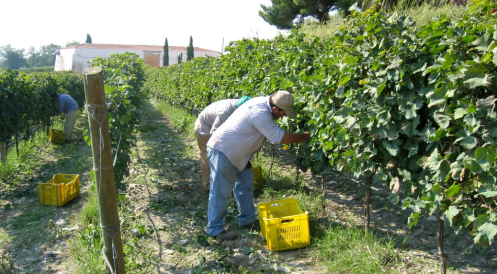 “Ti presento il Cacc’e mmitte di Lucera”. Ecco come il blend dei contadini dauni è diventato un vino che piace in tutto il mondo