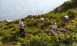 Anima vulcanica, dalla montagna dell’Etna all’isola di Pantelleria: masterclass al Vinitaly