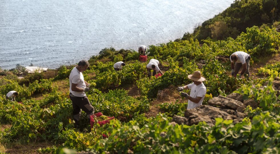 Anima vulcanica, dalla montagna dell’Etna all’isola di Pantelleria: masterclass al Vinitaly