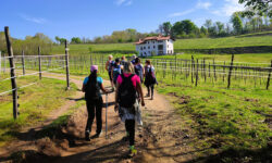 Ecco il Cammino delle Colline Novaresi: oltre 100 chilometri tra vigneti, specialità enogastronomiche, bellezze culturali e paesaggistiche