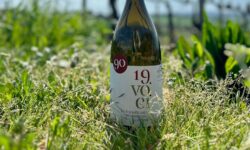 Novant’anni di Incrocio Bruni, al Vinitaly la celebrazione con un’esclusiva magnum