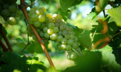 Vigne sempre più in alto, così la Spergola risponde al cambiamento climatico e si presenta al Vinitaly