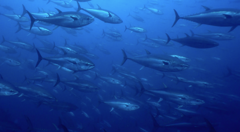 Nasce la filiera italiana integrata del tonno rosso del Mediterraneo