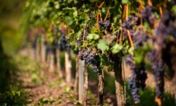 Loquis porta il travel podcasting a Vinitaly 2026: focus su enoturismo e valorizzazione delle cantine