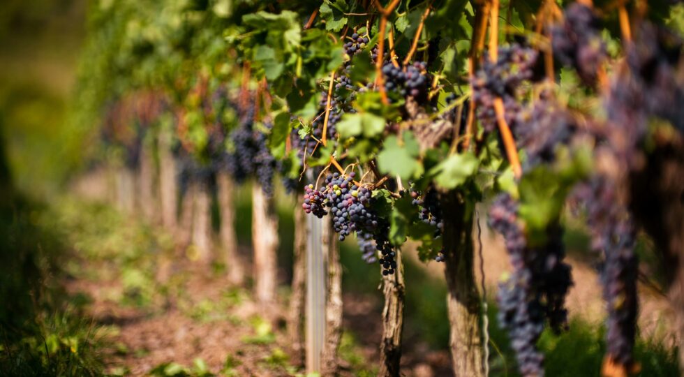 Loquis porta il travel podcasting a Vinitaly 2026: focus su enoturismo e valorizzazione delle cantine