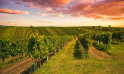 Marche leader nazionali nel bio con quasi il 40 per cento dei vigneti certificati “organic”