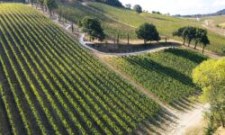 Palazzo di Varignana al Vinitaly con i prodotti simbolo delle Colline bolognesi