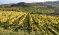 Meno volumi ma più qualità e sostenibilità per l’Emilia Romagna del vino