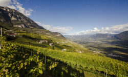 Cantina Kurtatsch, nove vini per raccontare le nuove Uga e la svolta del Gewürztraminer in risposta al cambiamento climatico