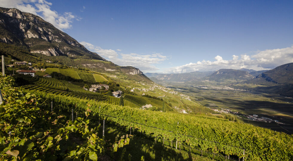 Cantina Kurtatsch, nove vini per raccontare le nuove Uga e la svolta del Gewürztraminer in risposta al cambiamento climatico