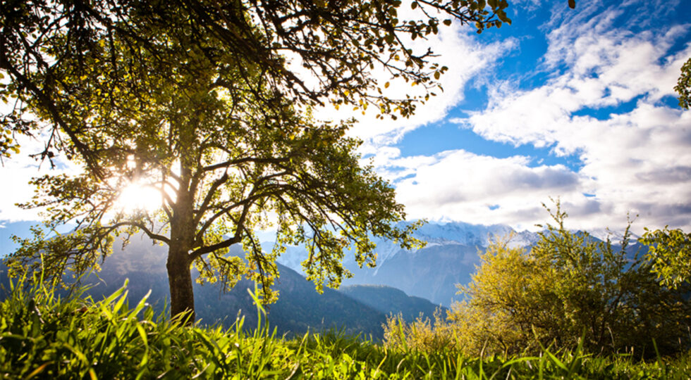 Sidro Maley: il low alcol per natura che nasce tra i ghiacciai