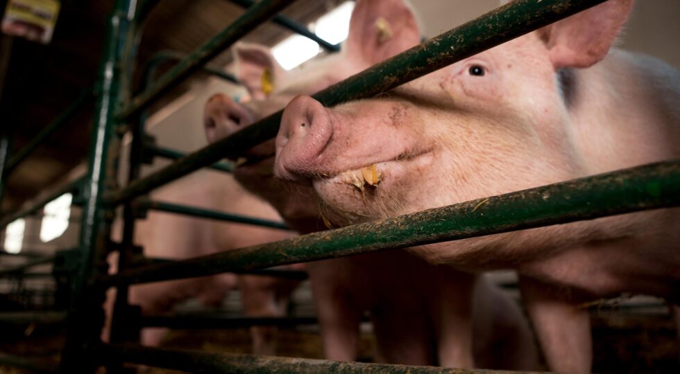 Avanza la peste suina, le associazioni dei produttori estensivi, biologici e dei Presìdi Slow Food chiedono di rivedere la strategia