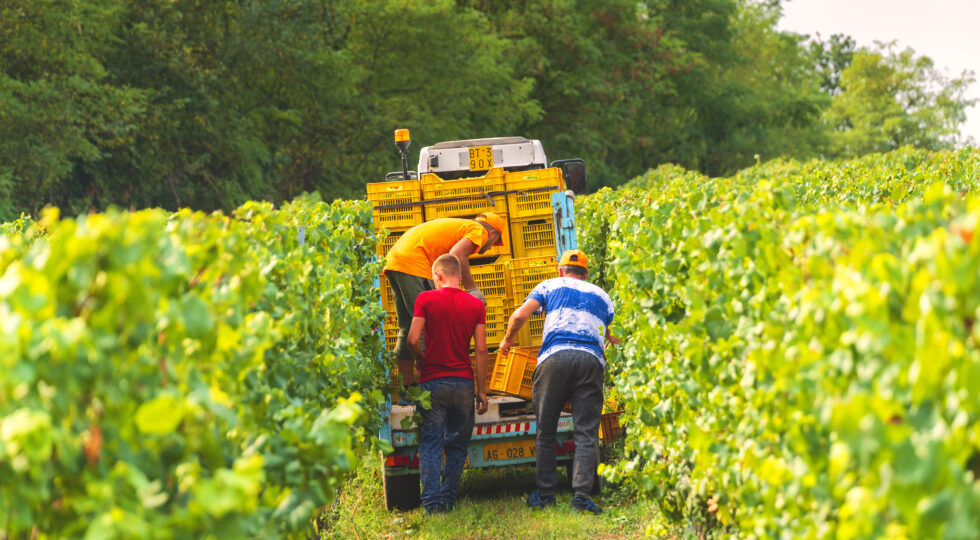 Inizia la vendemmia in Franciacorta, mai prima d’ora così presto