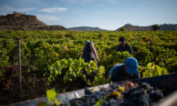 In Sicilia parte la vendemmia più lunga d’Italia: dura quasi cento giorni