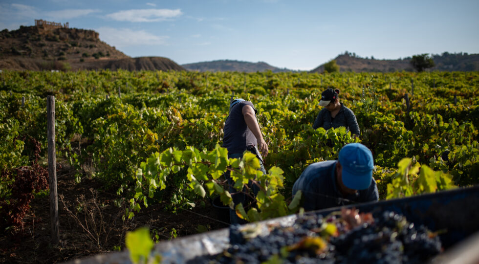 In Sicilia parte la vendemmia più lunga d’Italia: dura quasi cento giorni