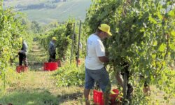 Vendemmia al via con dieci giorni di anticipo, si parte dall’Oltrepò Pavese